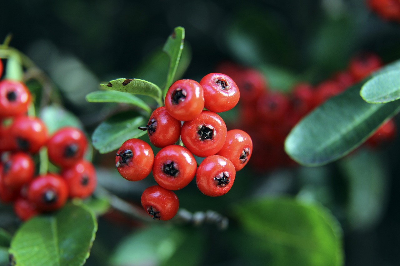 国羽晋级亚团赛四强 半决赛将对阵日本队.